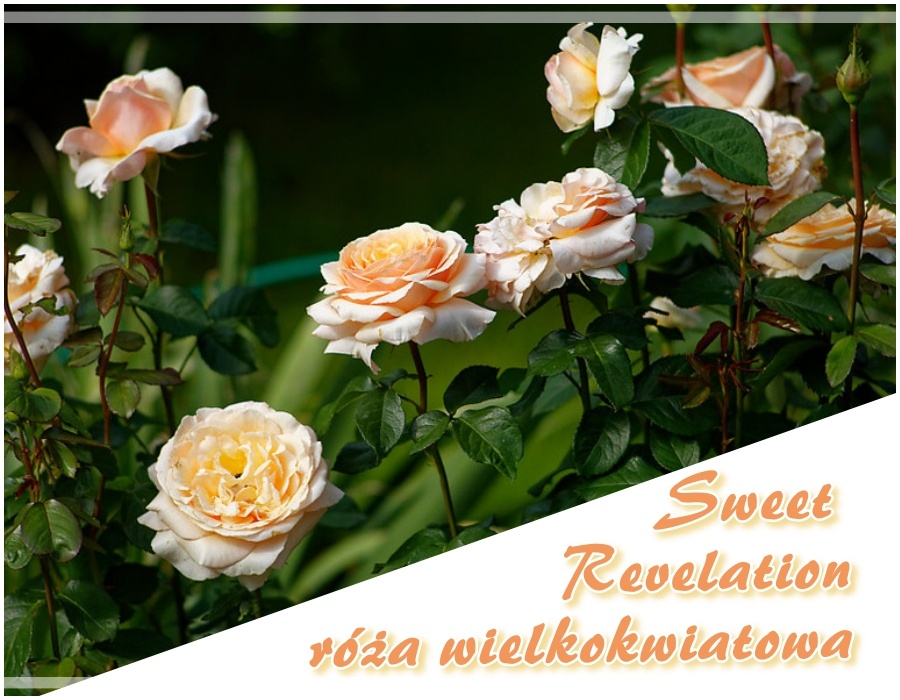 Sweet Revelation róże wielkokwiatowe